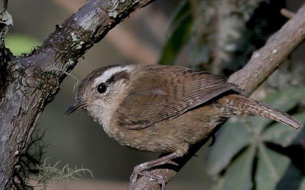 东江揽胜,惠州淡水常见鸟类图谱