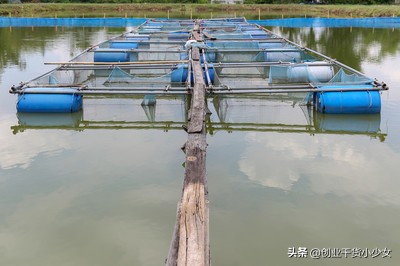 泥鳅养殖现在做什么最赚钱,网箱养殖泥鳅一亩利润
