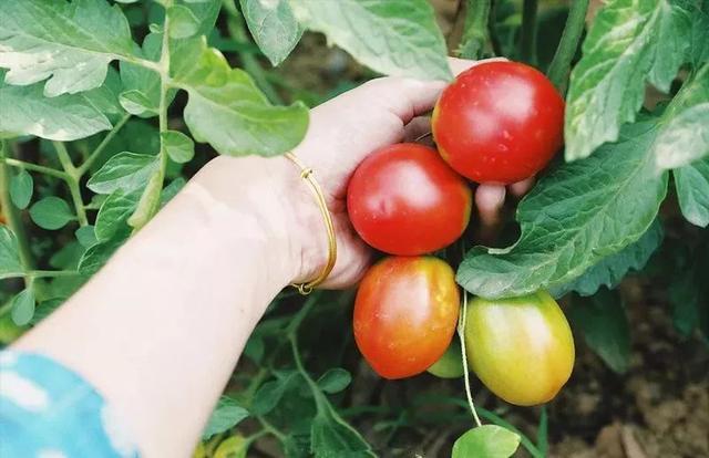 不当环球小姐，她跑到深山，种菜、调香，过上佛系人生
