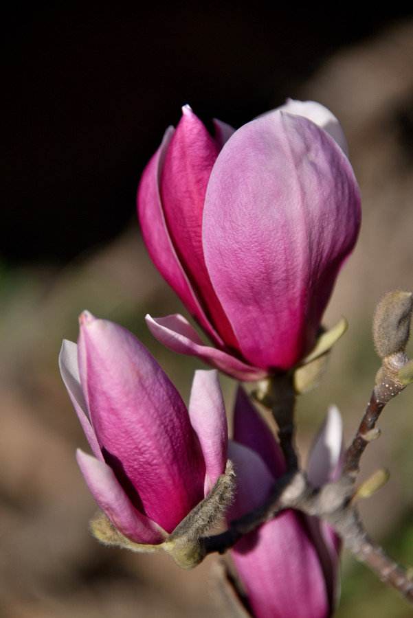 对玉兰花的赞美,我最喜欢的玉兰花