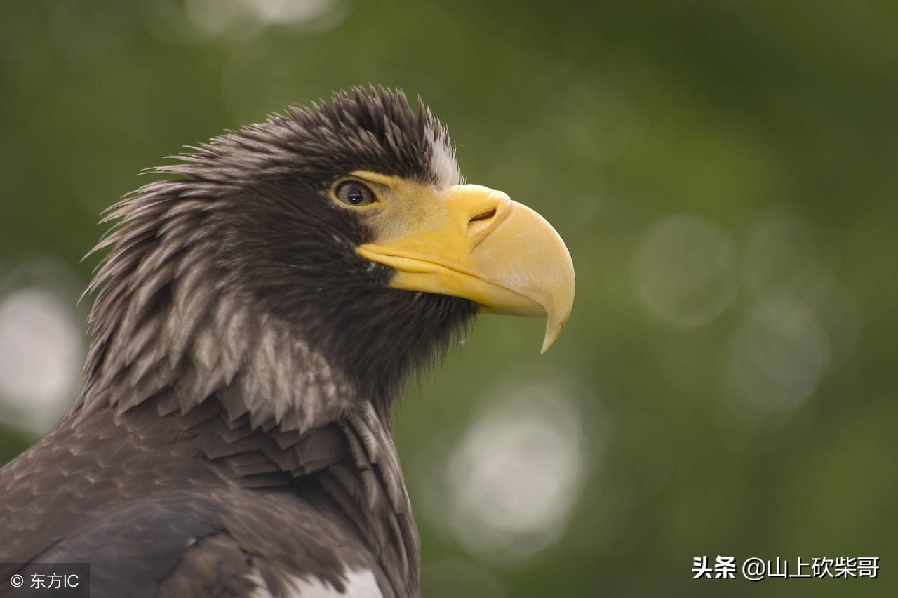 常考成语基础知识大全,最适合教给孩子熟记的成语大全