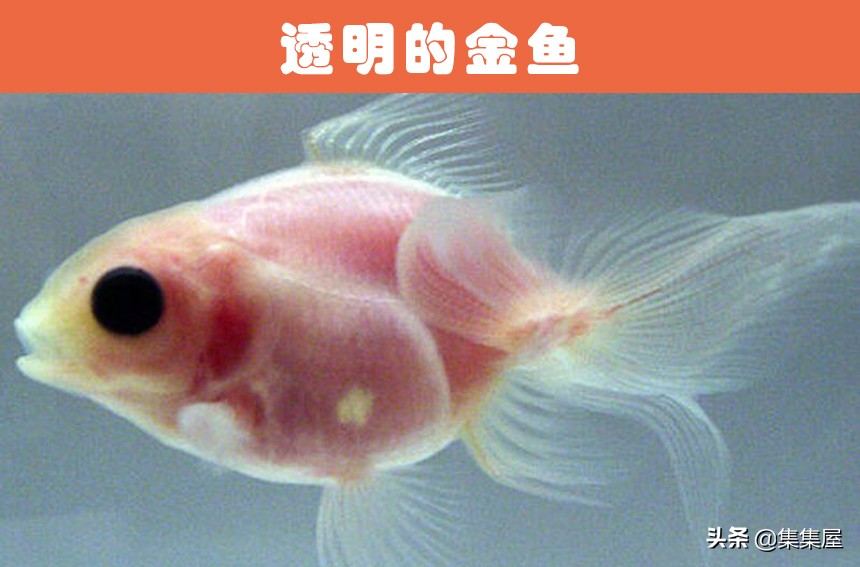 世界上有没有转基因生物,最早的转基因生物