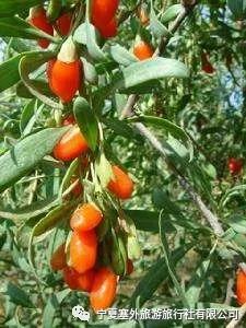 宁夏塞外旅游旅行社有限公司招聘,宁夏塞外旅游旅行社