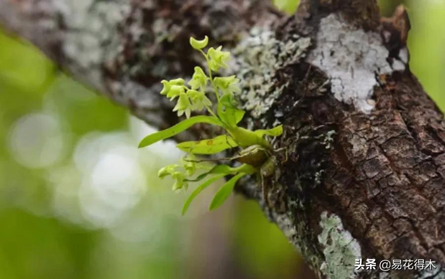 石斛分类小知识,石斛多少种哪一种比较好