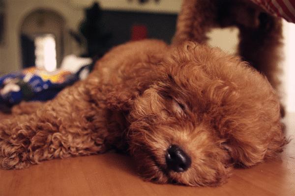 老年犬的4个征兆,老年犬会出现的症状