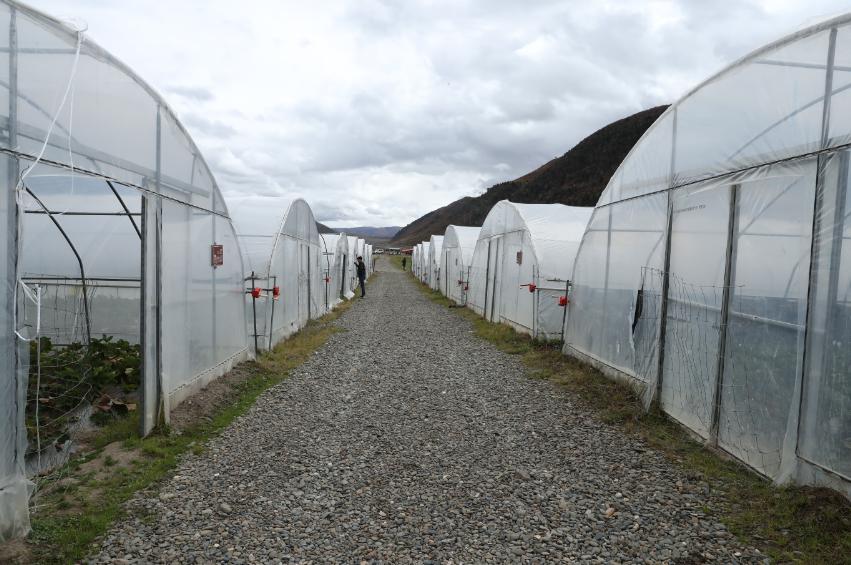 探访四川省卫健委帮扶下的壤塘：产业健康扶志都抓，脱贫内生动力激发