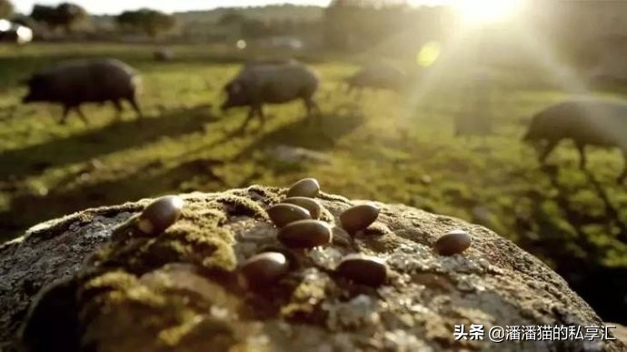 哏都两日游--假装我在西班牙，记西班牙美食美酒开放日活动