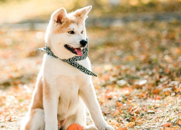 小狗吃自己拉的臭臭怎么处罚,小狗吃自己拉的臭臭因为什么