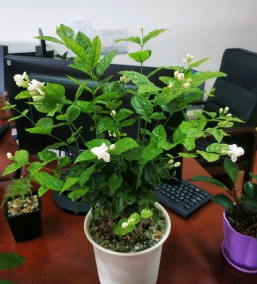 不会养文竹掌握4个方法枝叶翠绿,不会养花怎么学