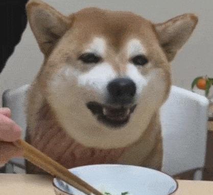 新手铲屎官该怎么养刚出生狗,铲屎官优选犬种