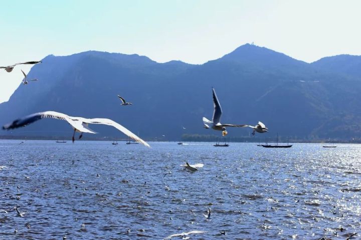 什么是云南品种,什么是云南的特色