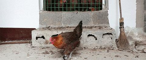从日本皇室蔓延到*队军**的致命脚气，要找到真凶究竟有多难？