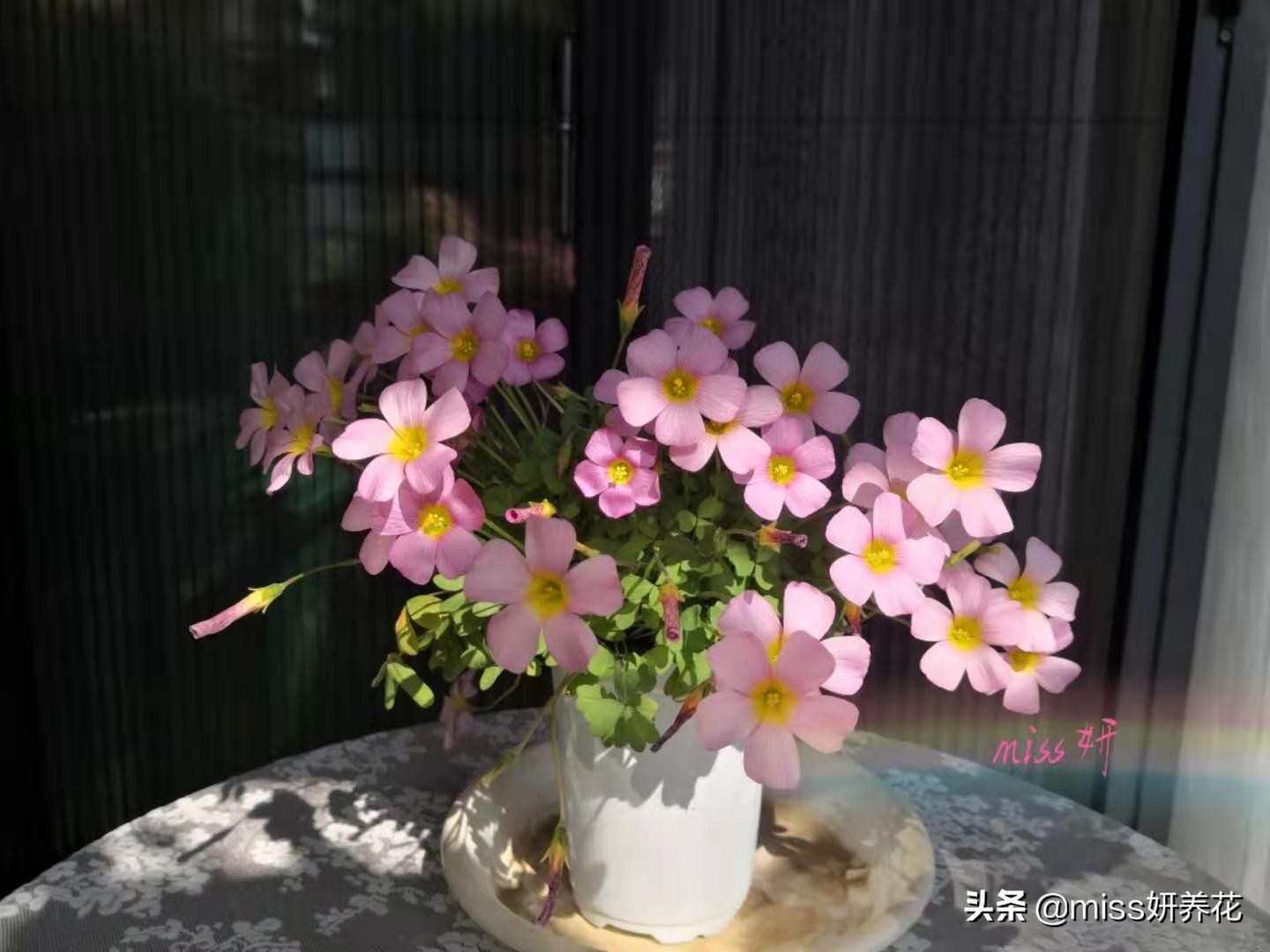 酢浆草种球品种图鉴大全,酢浆草种球品种图鉴