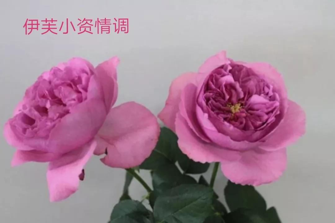 切花火焰月季的优缺点,常见切花月季一览