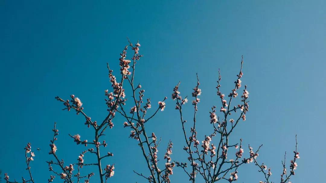 诗句世间,诗词天下无双