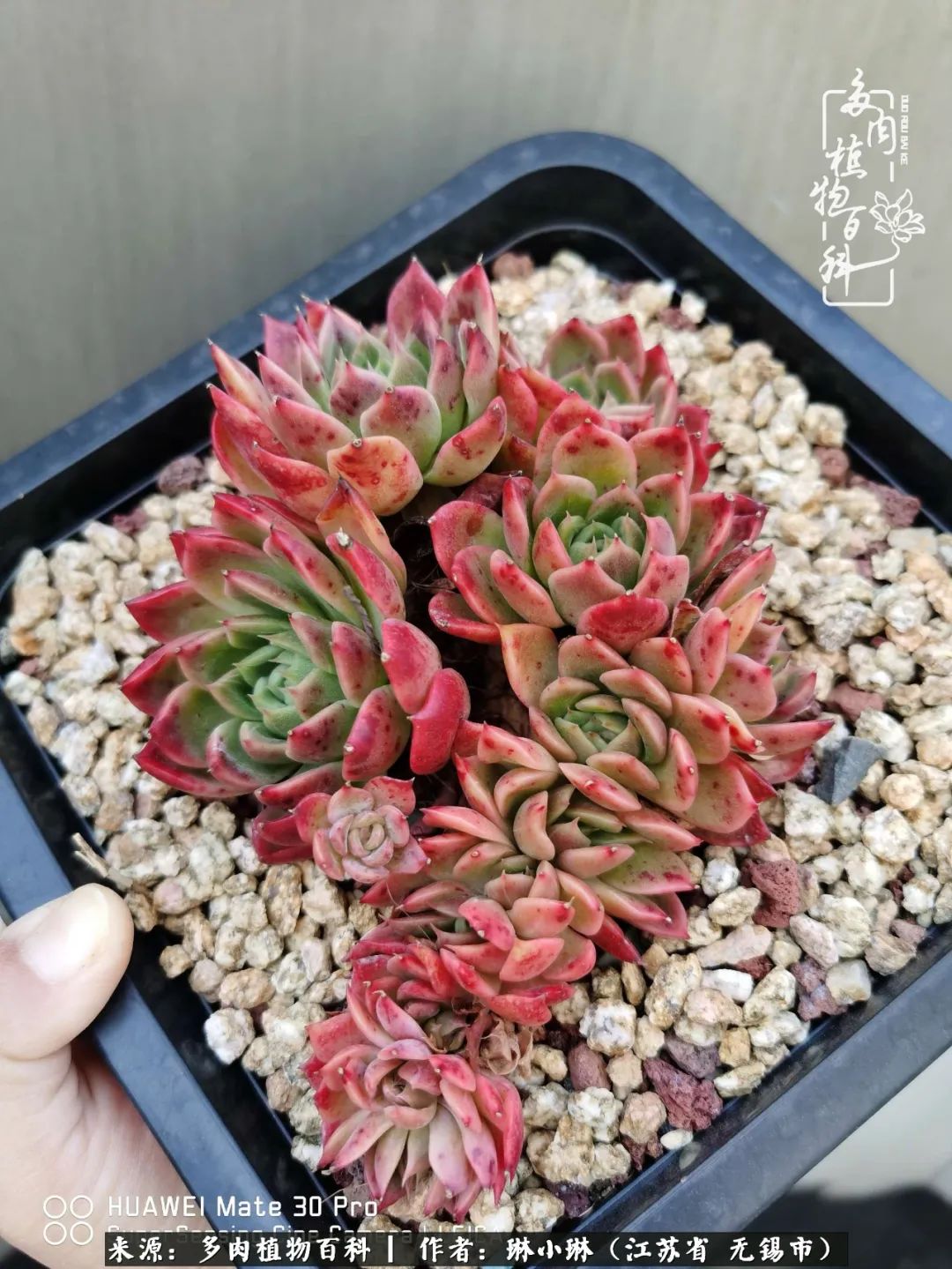 又到多肉变美时，一切都鼓励我积极向前