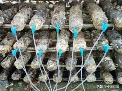 食用菌覆土水分如何管理,食用菌多少水分是正常的