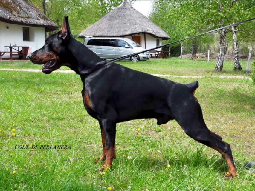 狗狗驱虫药哪个品牌好,便宜好用的狗狗驱虫药