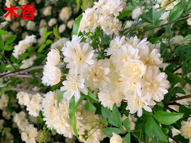 真正的月季花苗,最便宜的月季苗