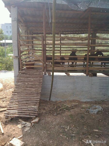 养羊棚舍建造实景图,农村羊舍最简易建造