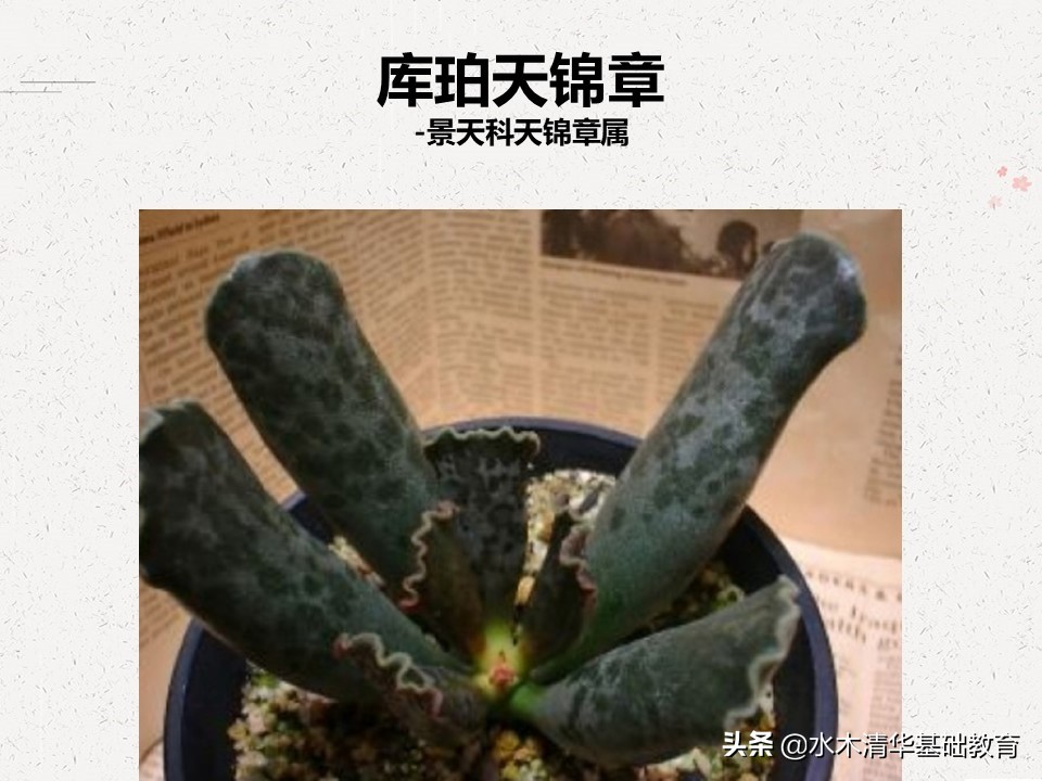 梦幻女王多肉植物百科图谱,原产地多肉植物图谱pdf