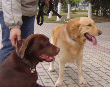 狗能分辨双胞胎狗吗,你能分清这5对相似的狗狗吗