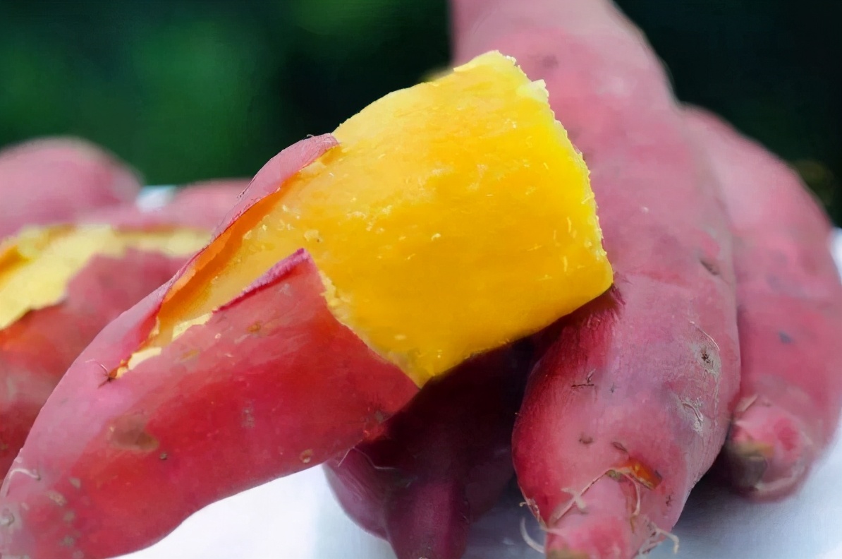 红薯发芽怎么保存,红薯存放发芽了怎么办