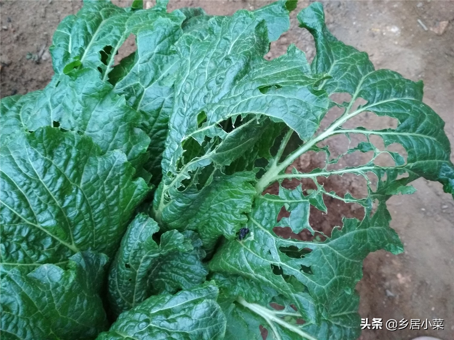 天暖和飞虫,天冷蚜虫能冻死吗