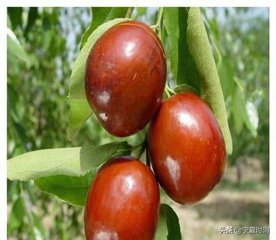 宁夏性价比高的特产现货供应,宁夏的特产有几种分别是哪些