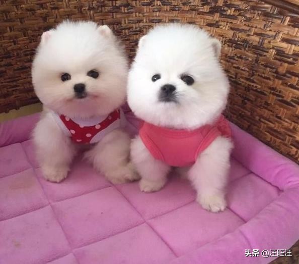 如何正确的挑选博美犬,如何挑一只纯种博美