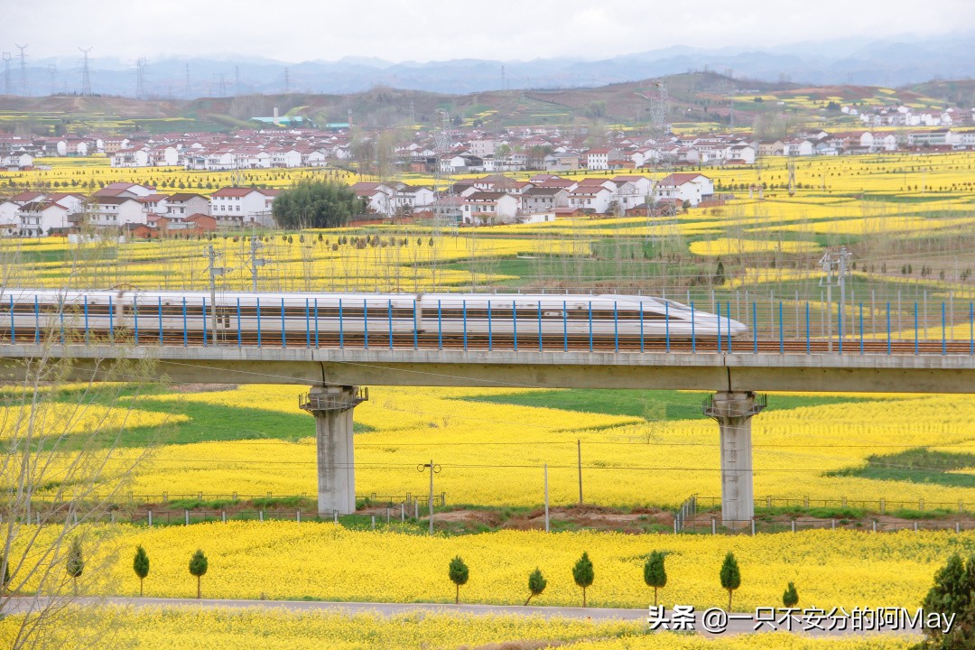 汉中洋县油菜花旅游地点推荐,汉中看油菜花是去洋县还是西乡