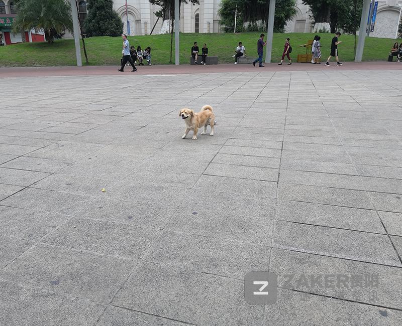 文明养犬到底有没有可行性,文明养犬规定有哪些