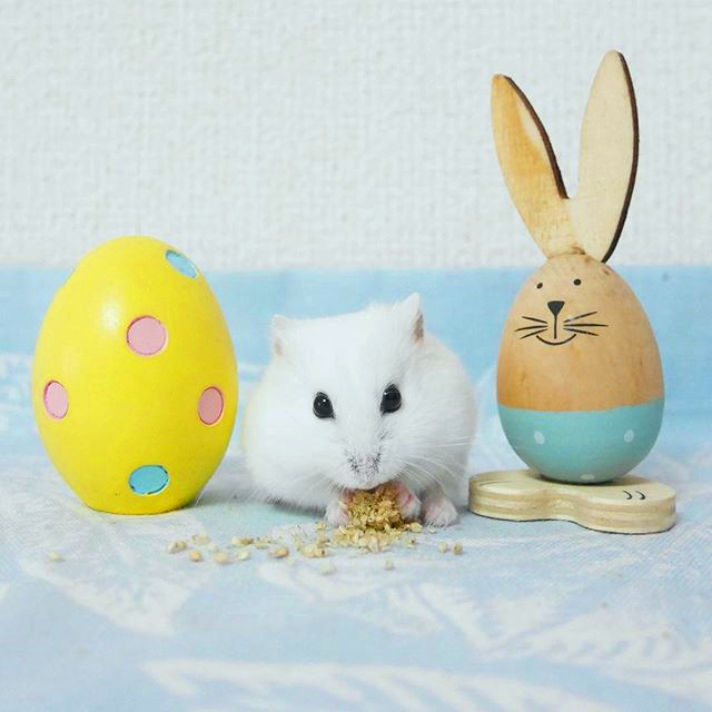 如何才能让仓鼠远离老鼠,怎样消除仓鼠对主人的警惕性