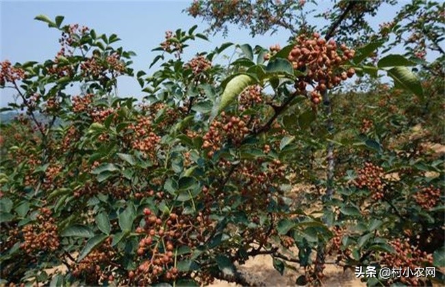 怎样种出高产花椒,农民种花椒技术视频