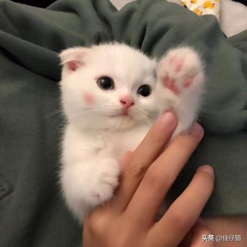 成年猫咪就咬人如何纠正,猫咪爱咬人怎么办教你三招