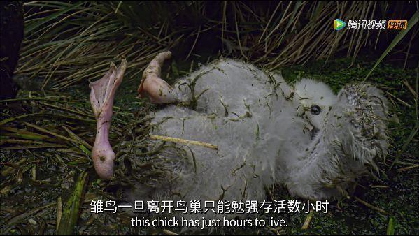 炸裂9.9,BBC再出神片,美得让人脸红