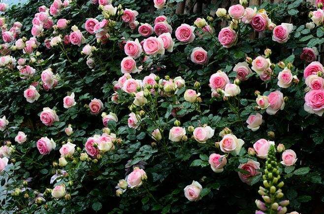 爬墙花什么花最好养,北方哪种攀爬类花最好养