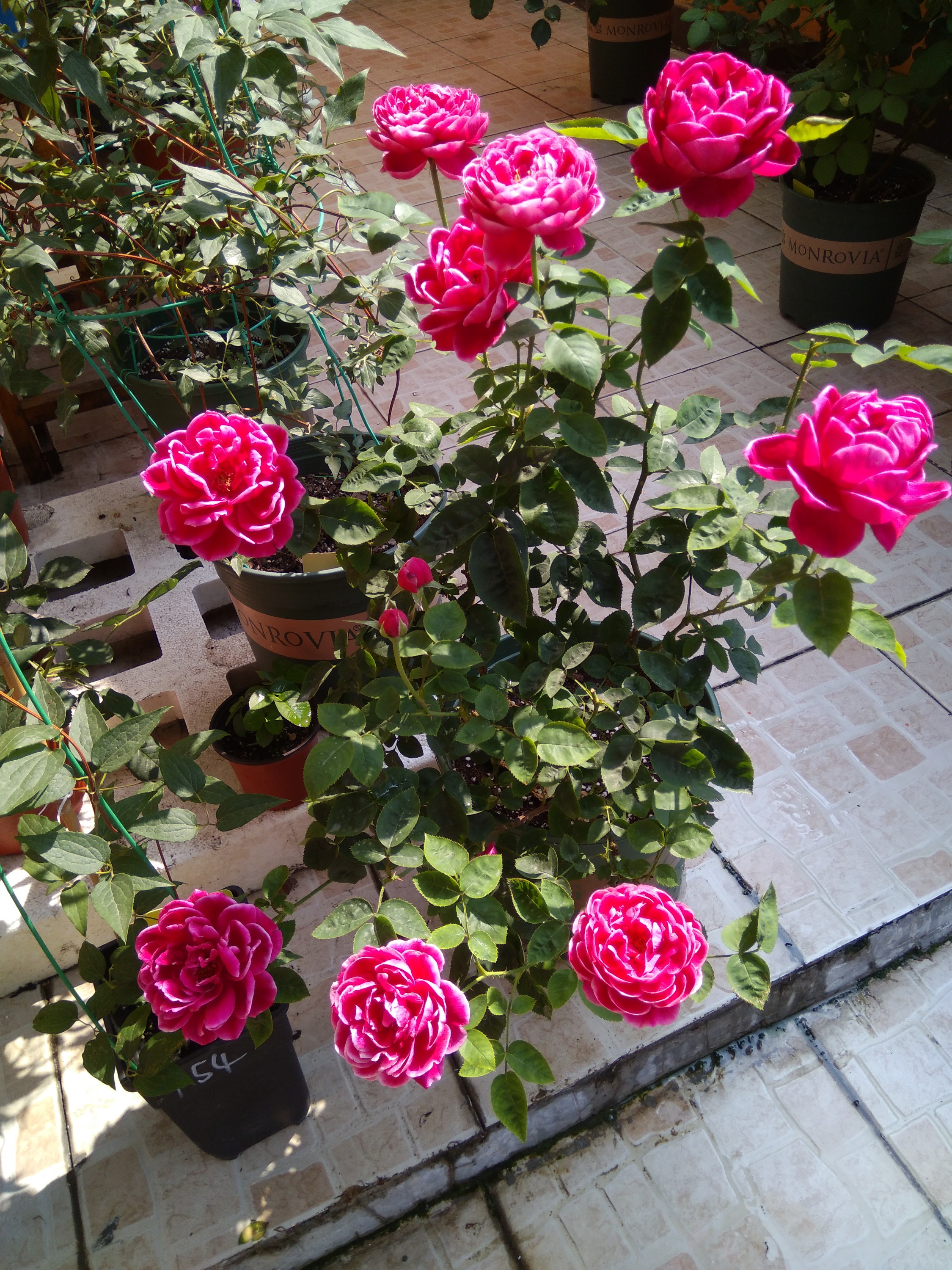 盆栽花卉橙芭比,盆栽花卉新品种