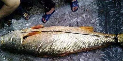 鱼胶知识大全视频,最全常识看完涨知识