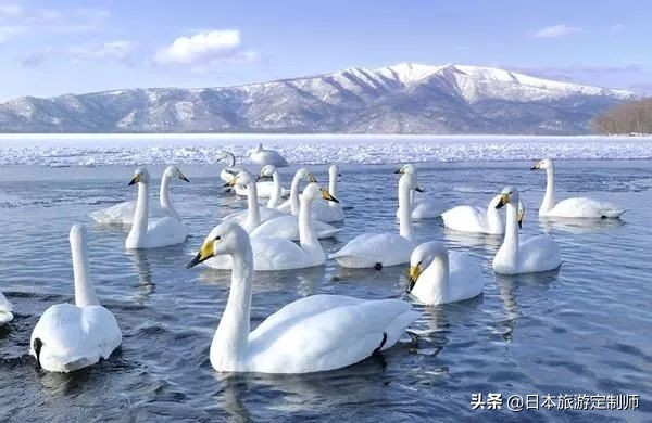 日本最美小景点,日本超美的花海美景