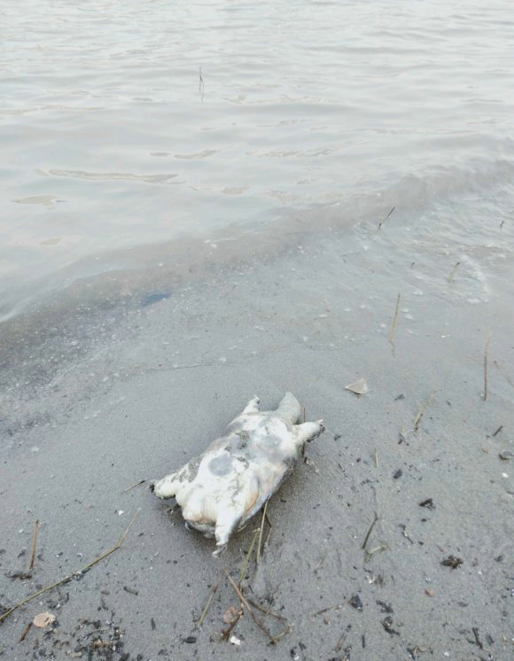 甲鱼被晒死,甲鱼在河里会冻死吗