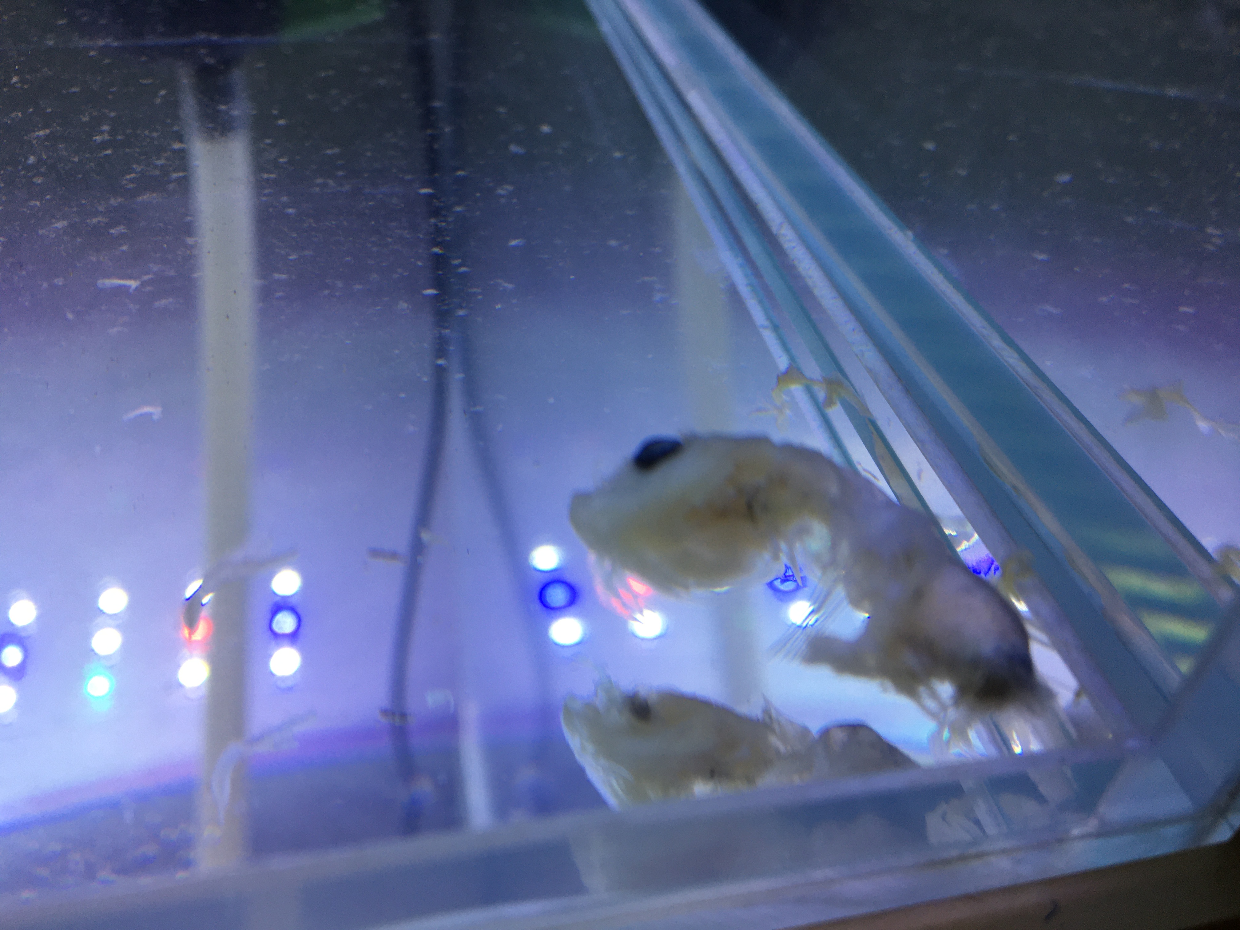 底滤鱼缸喂鱼需要停过滤系统吗,鱼缸单纯过滤几天能不能直接放鱼