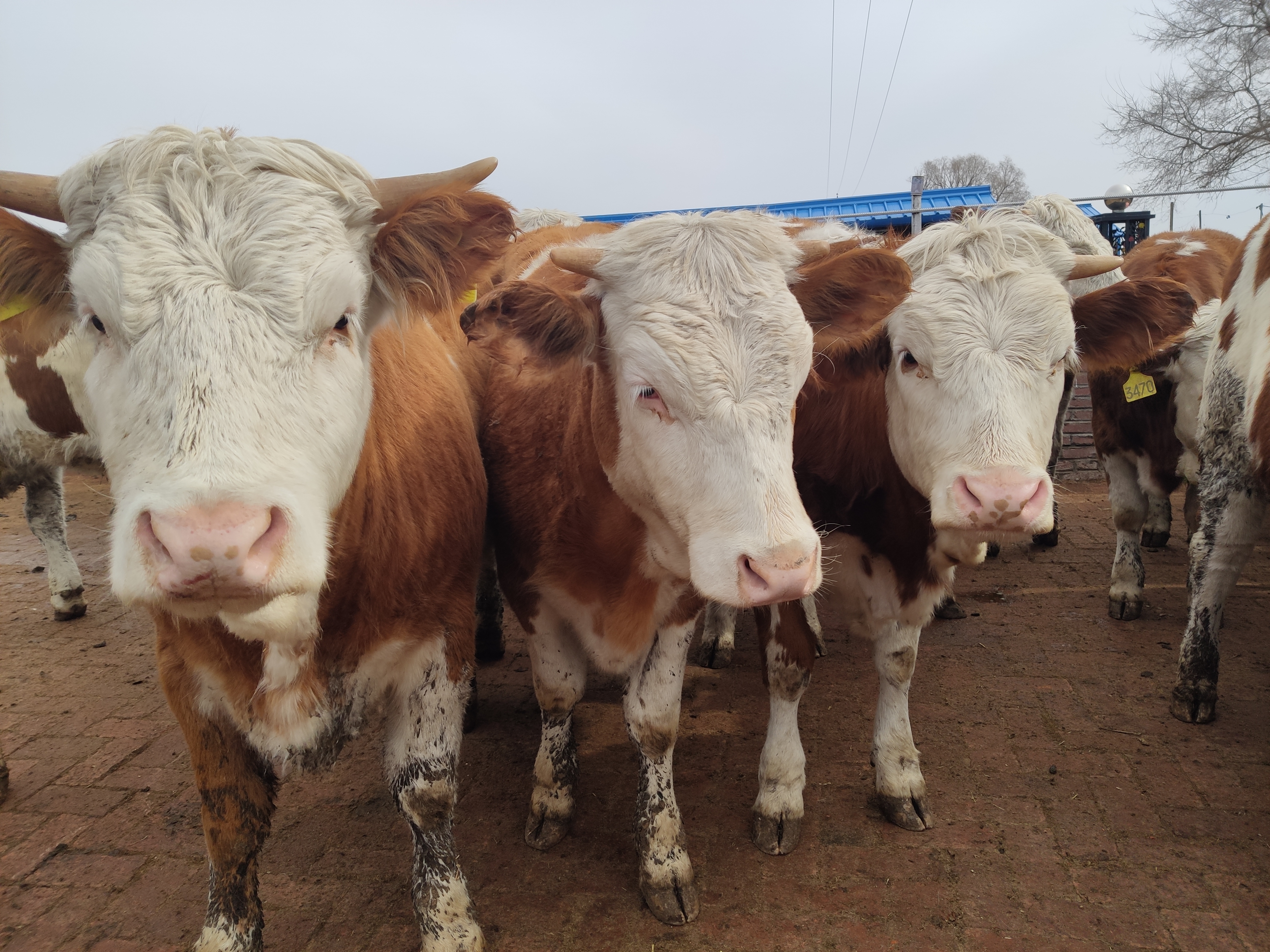 肉牛养殖这几年行情一直很好，我们国家的牛肉到底够不够消费呢？