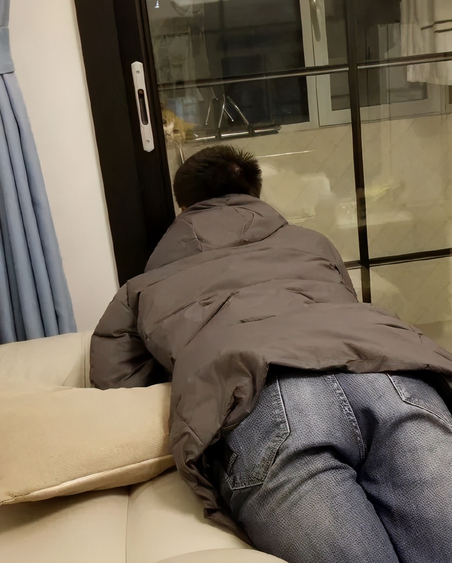 卑微的两脚兽，欢迎来到喵星人的世界