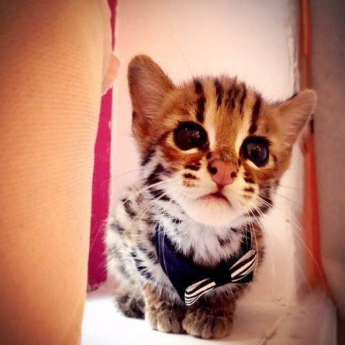 给猫咪割双眼皮全过程,猫双眼皮手术全过程