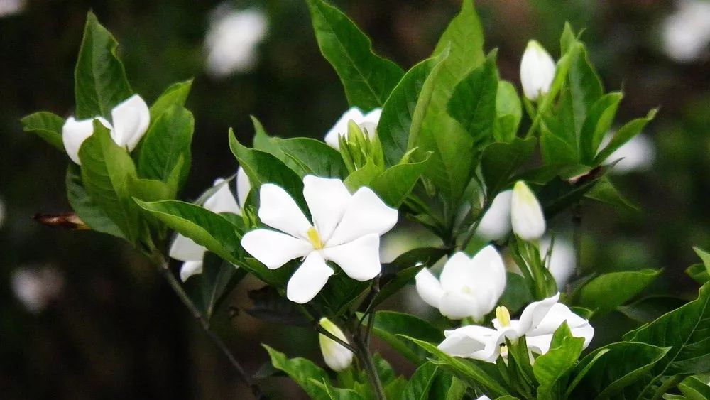洁白无瑕的栀子花叶子却发了黄，一招防治，效果绝佳