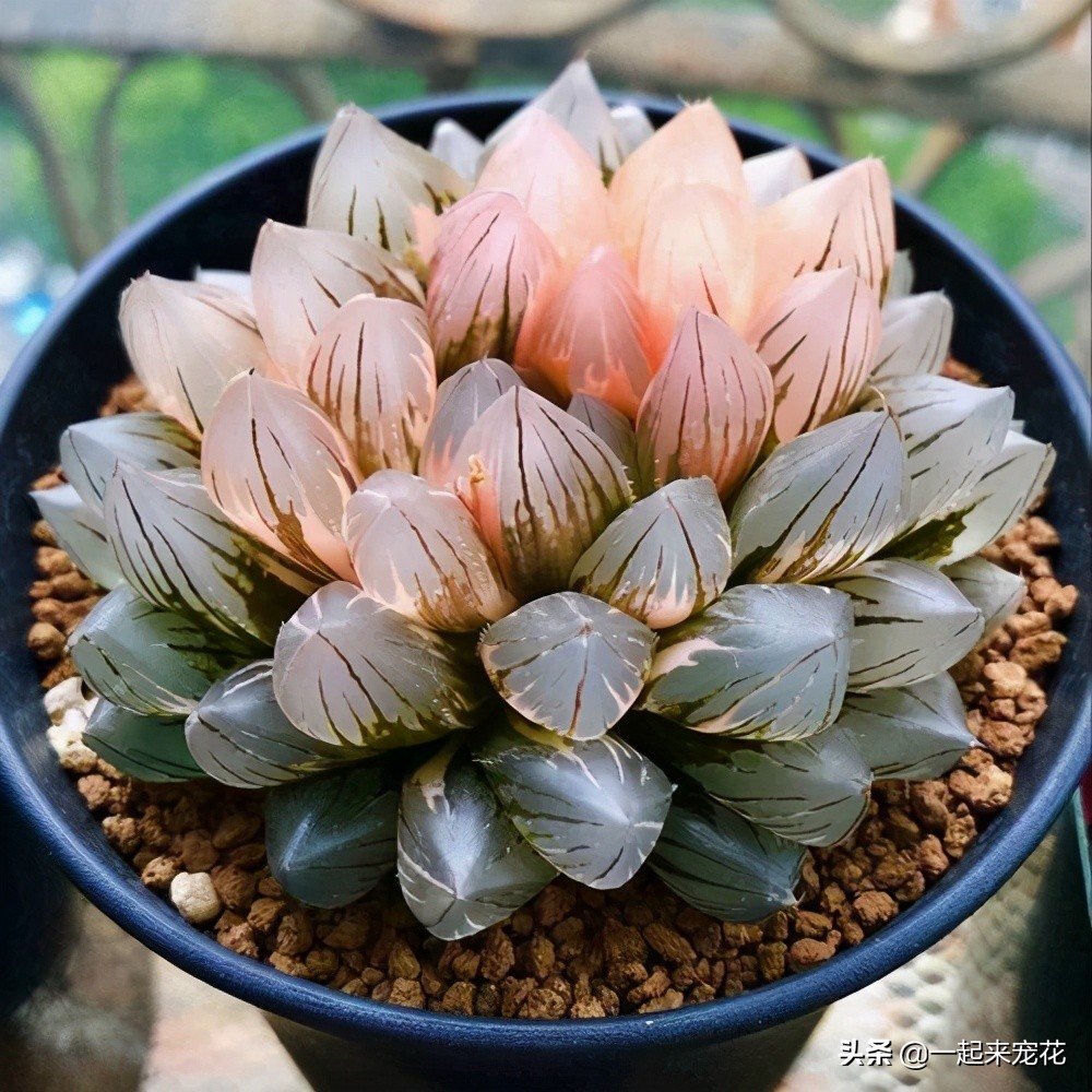 最好养的老桩几款多肉,多肉小苗如何长成老桩