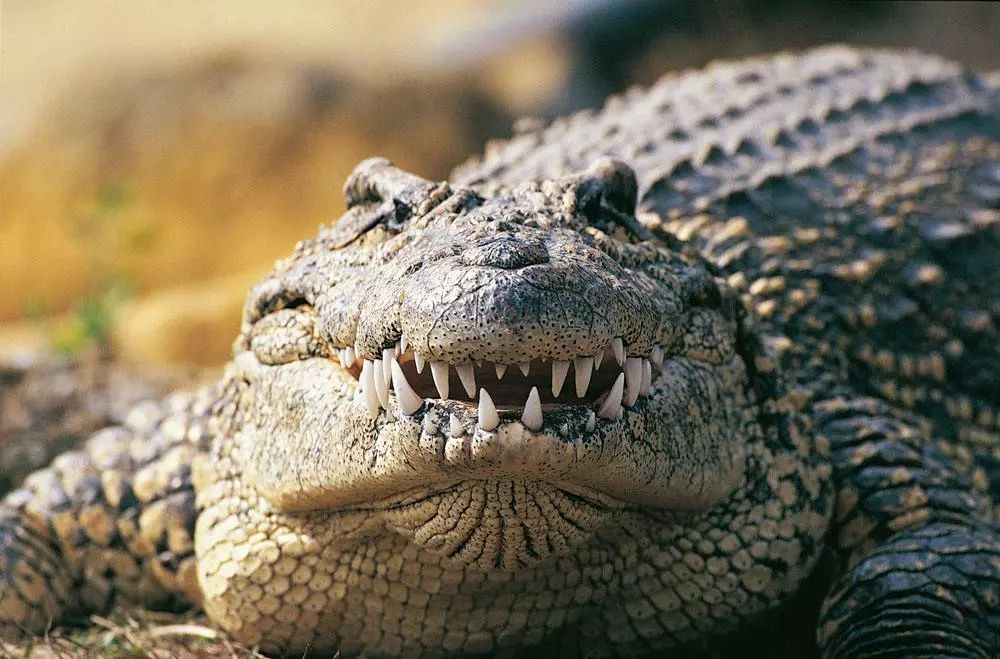 牛油果血腥,血腥牛油果