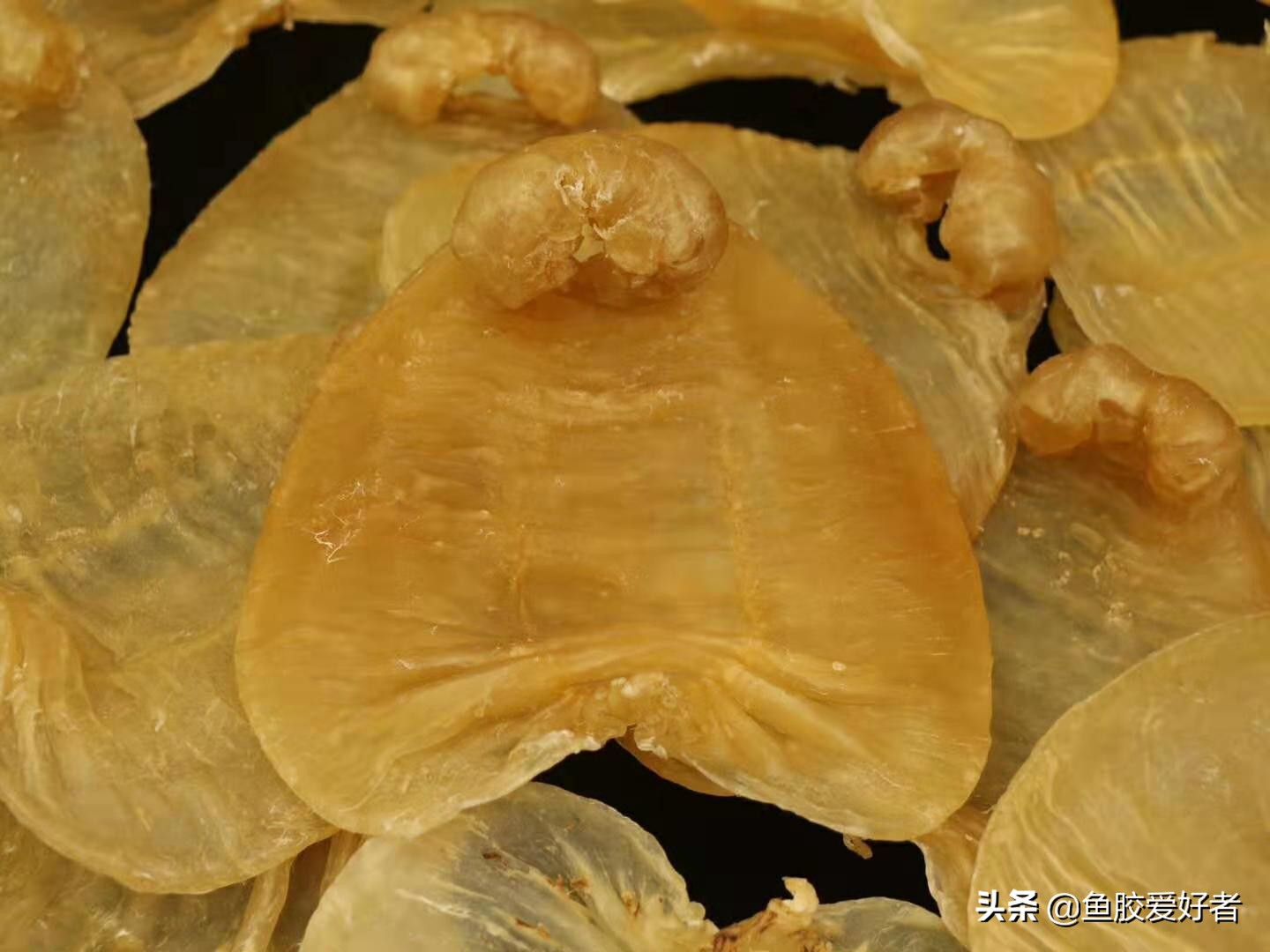 最好的赤嘴鳘鱼胶,赤嘴鳘鱼胶为什么薄薄的