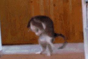 猫咪夏季好物推荐平价,猫咪防抓好物推荐